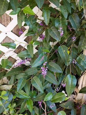Plantele agatatoare, folositoare intr-o gradina mica